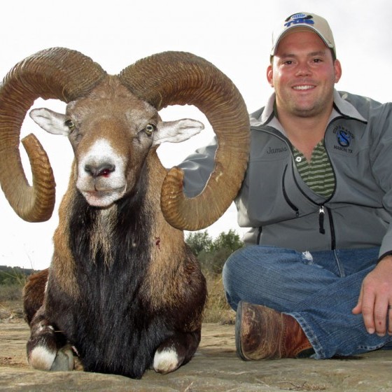 Mouflon Sheep Hunts
