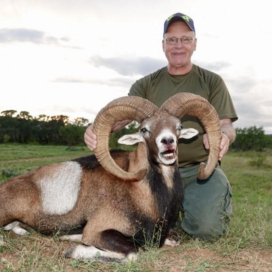 Mouflon Sheep Hunts