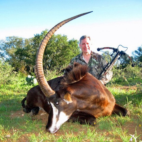 Sable Bull Hunts